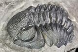 Two Eldredgeops Trilobite Fossils - New York #138809-6